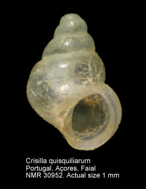 Crisilla quisquiliarum (4).JPG - Crisilla quisquiliarum (R.B.Watson,1886)